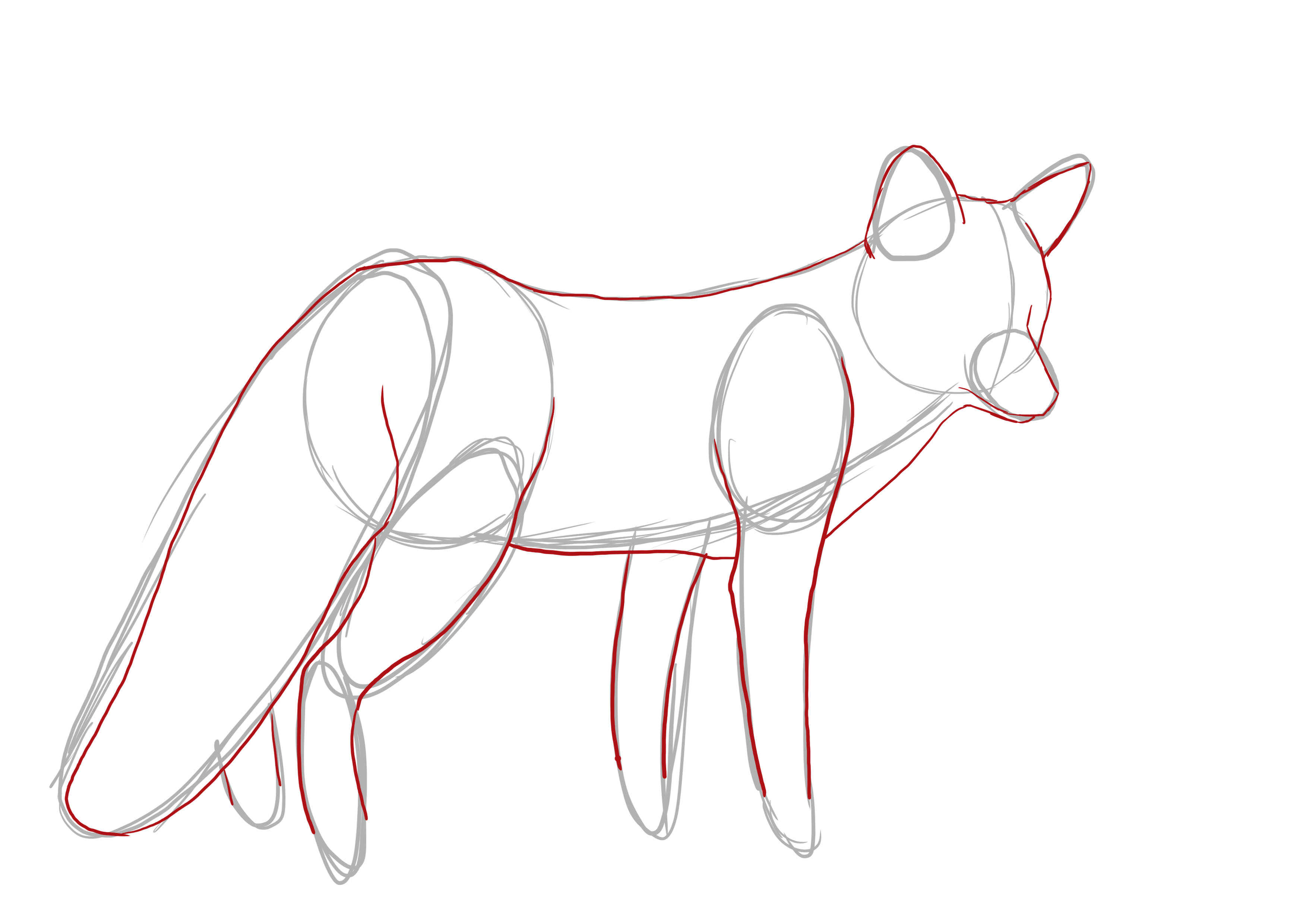 dessiner les pattes du renard au propre