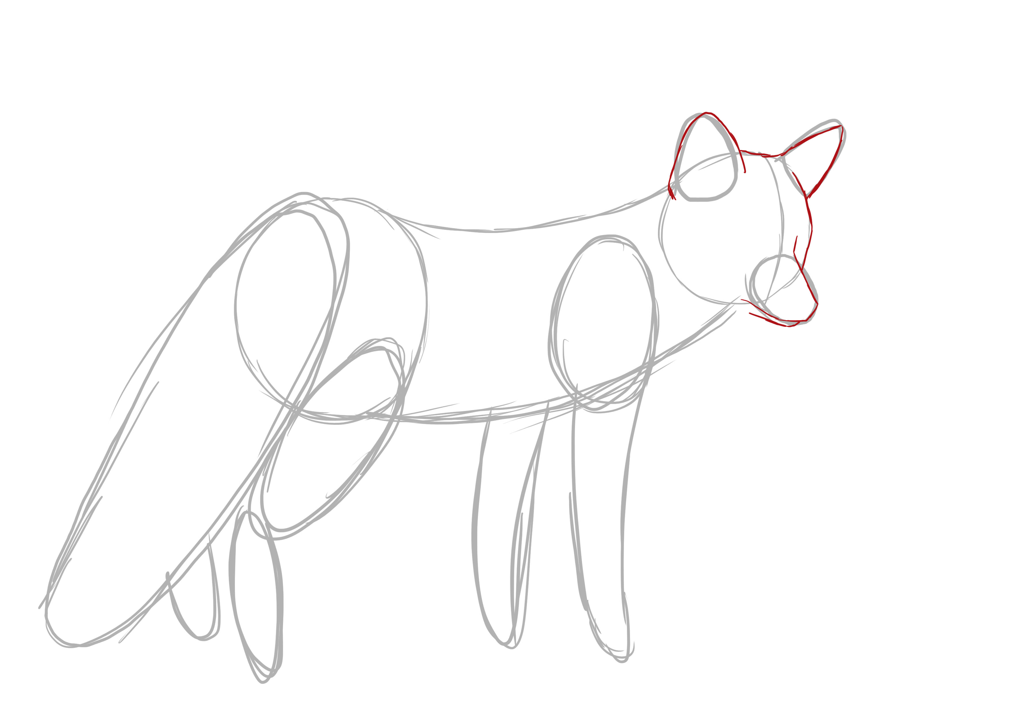 dessiner la tête du renard au propre