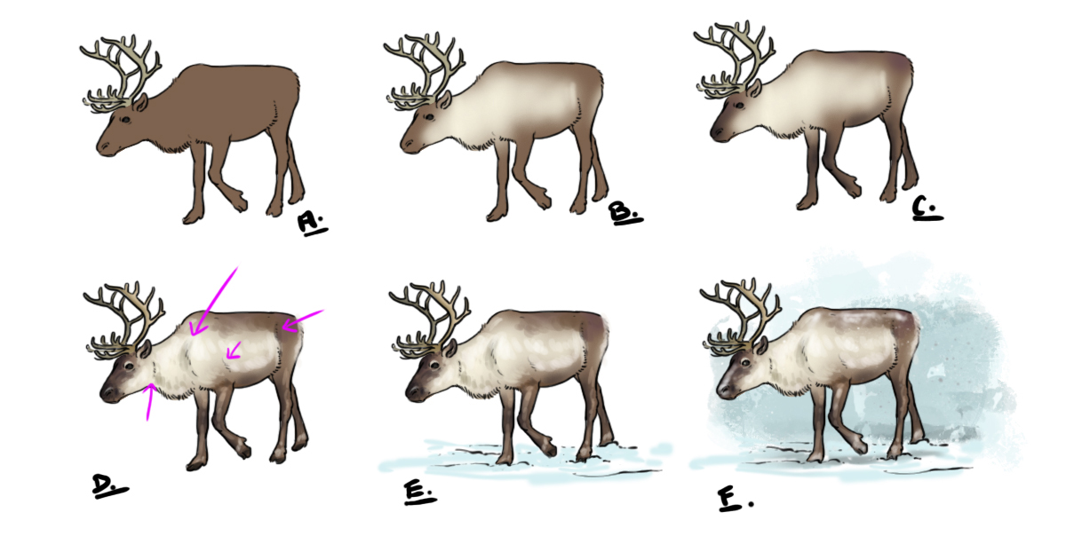 dessiner un renne en couleur étape par étape
