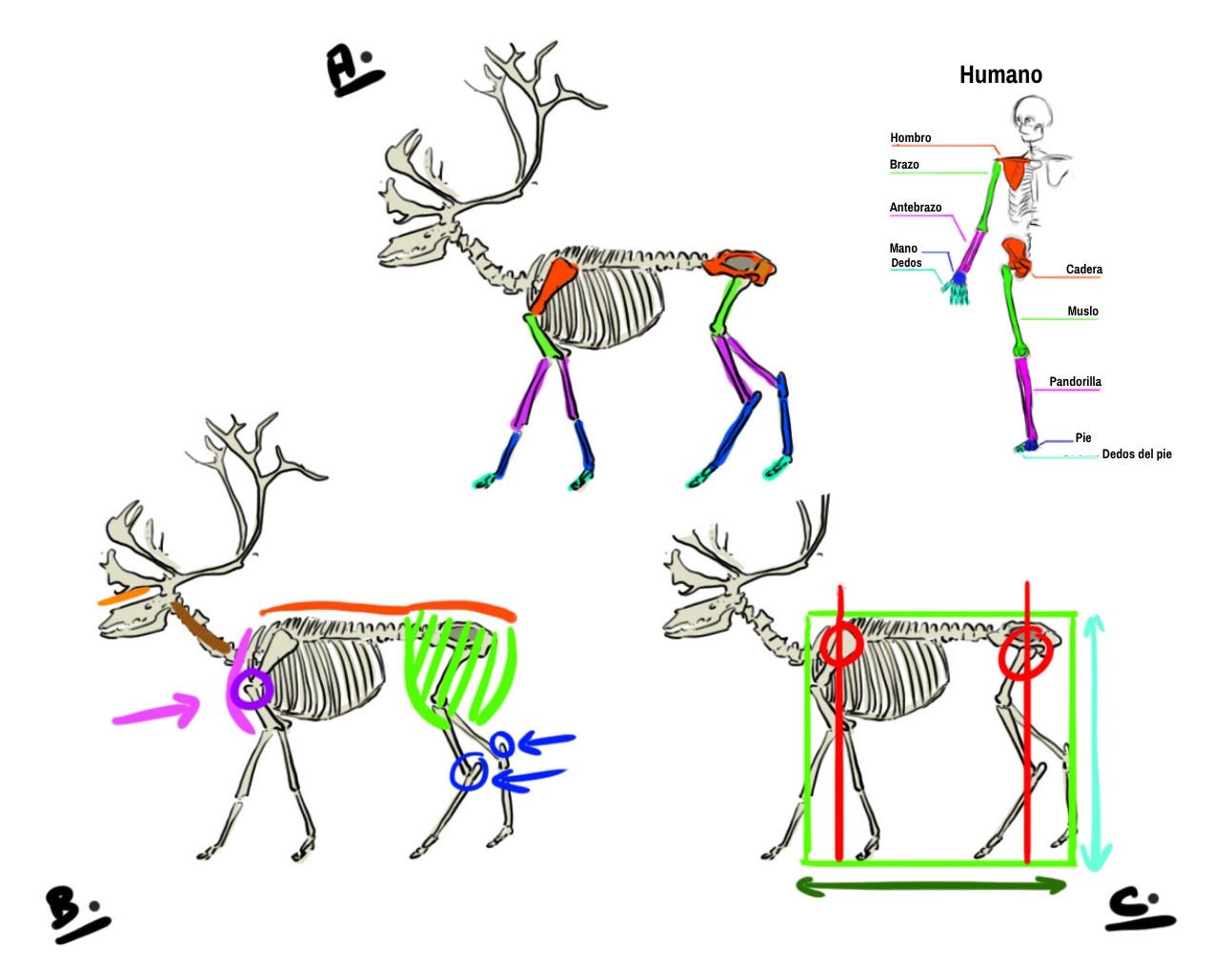 Esquema del esqueleto del reno