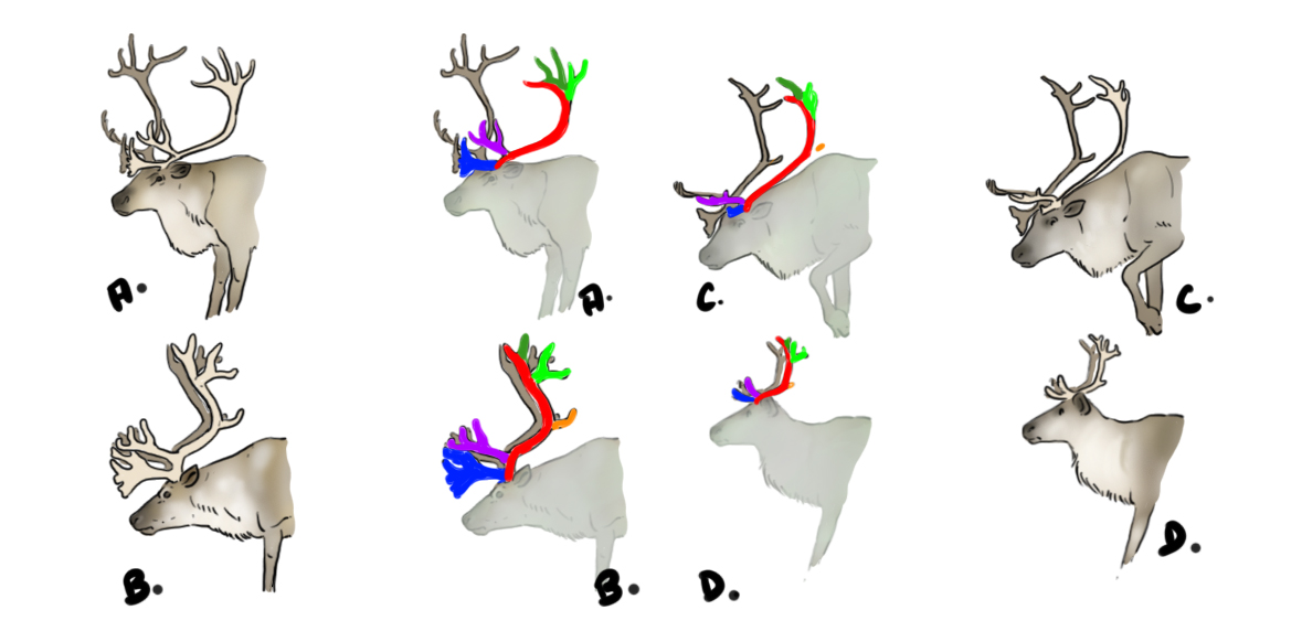 dessiner les bois du renne sous plusieurs angles