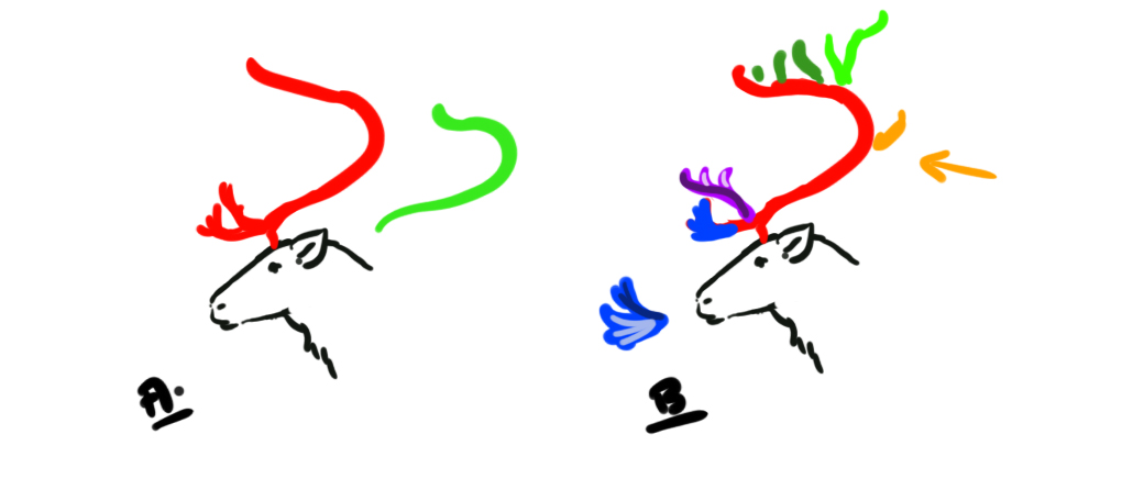 schéma simplifié des bois du renne