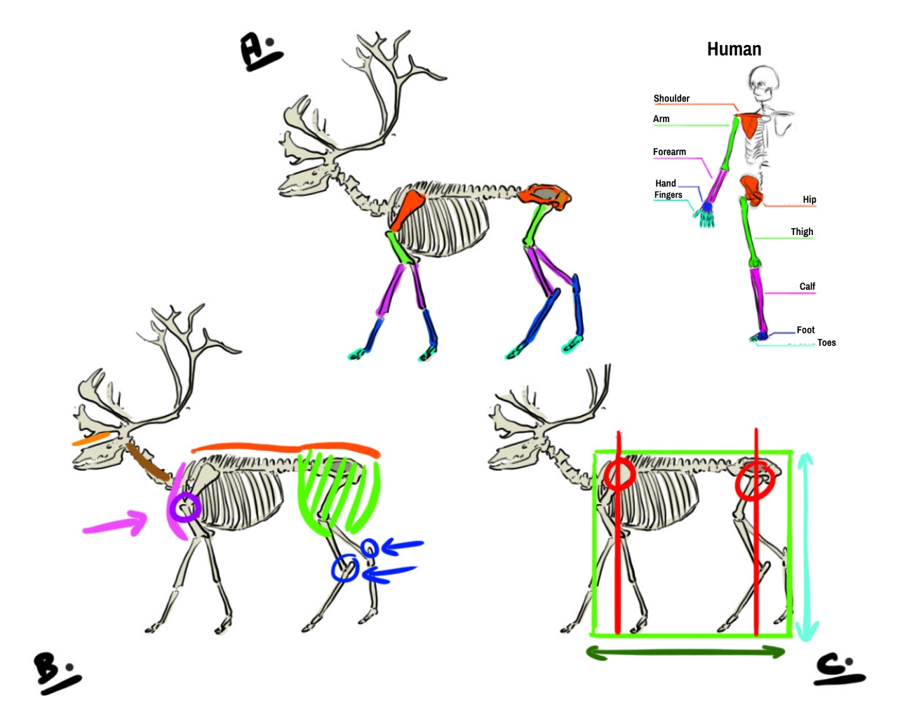 Skeleton diagram of the reindeer