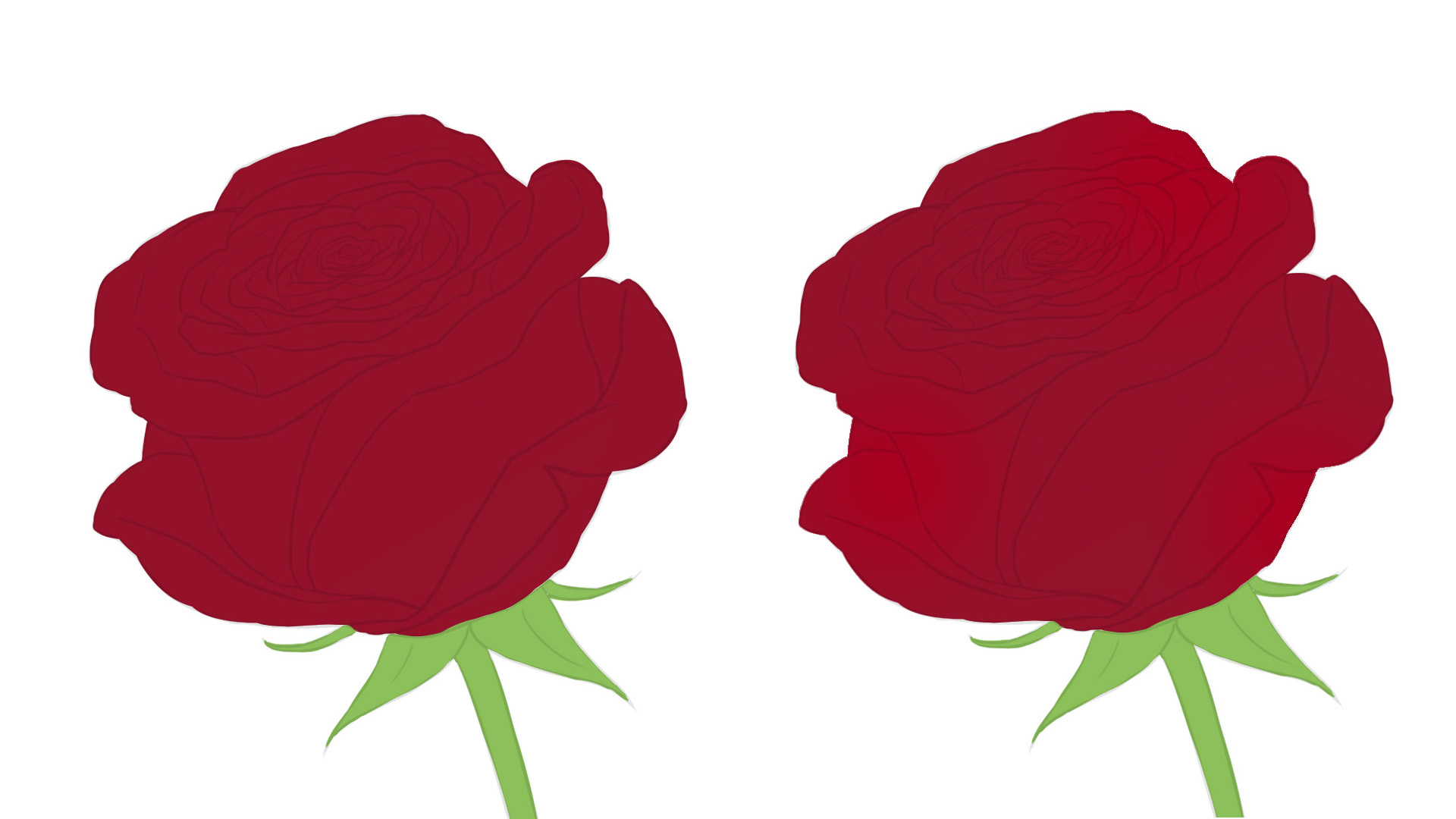 Dibujo del color de la rosa