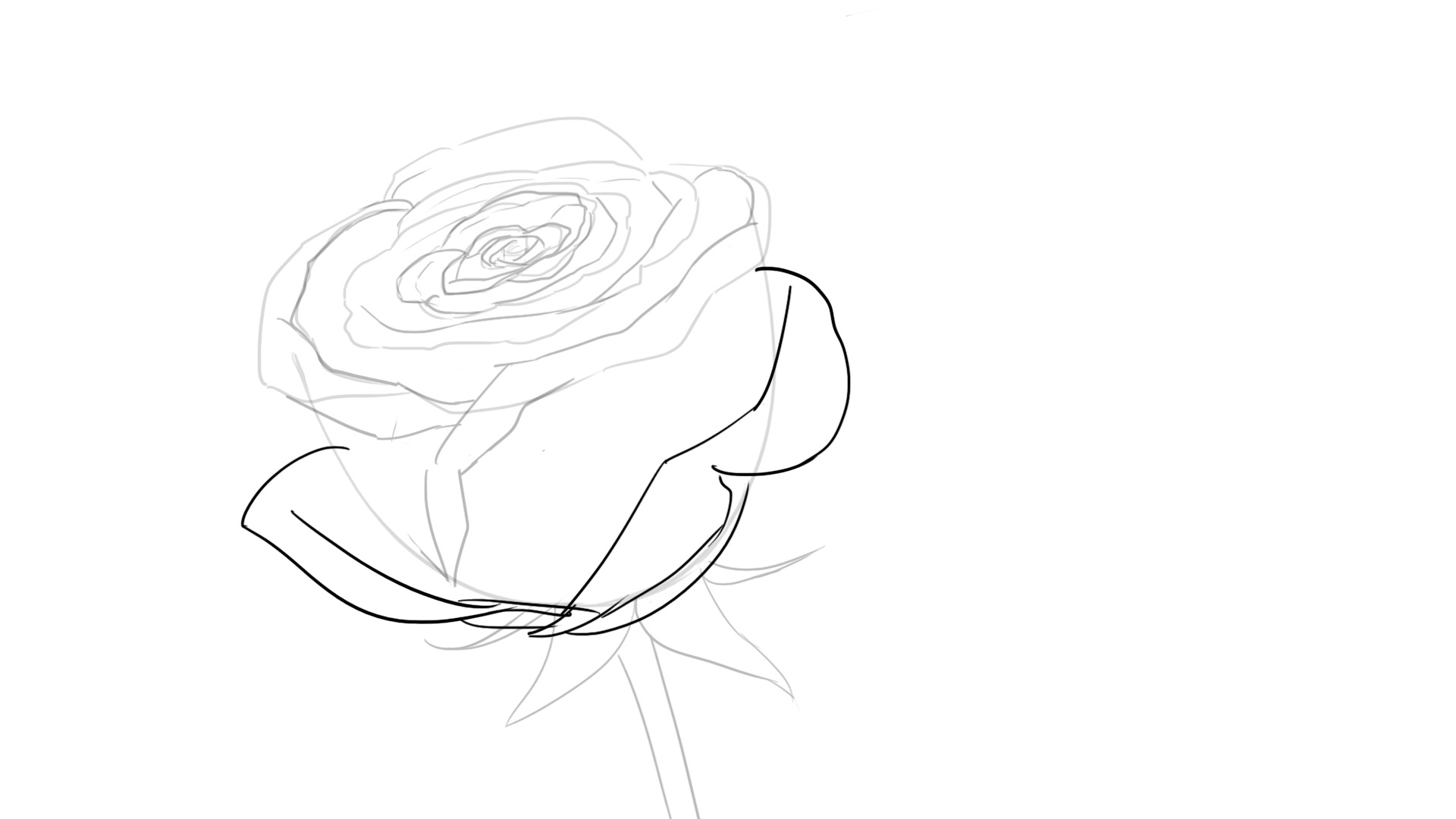 Dibujar la rosa, etapa 8