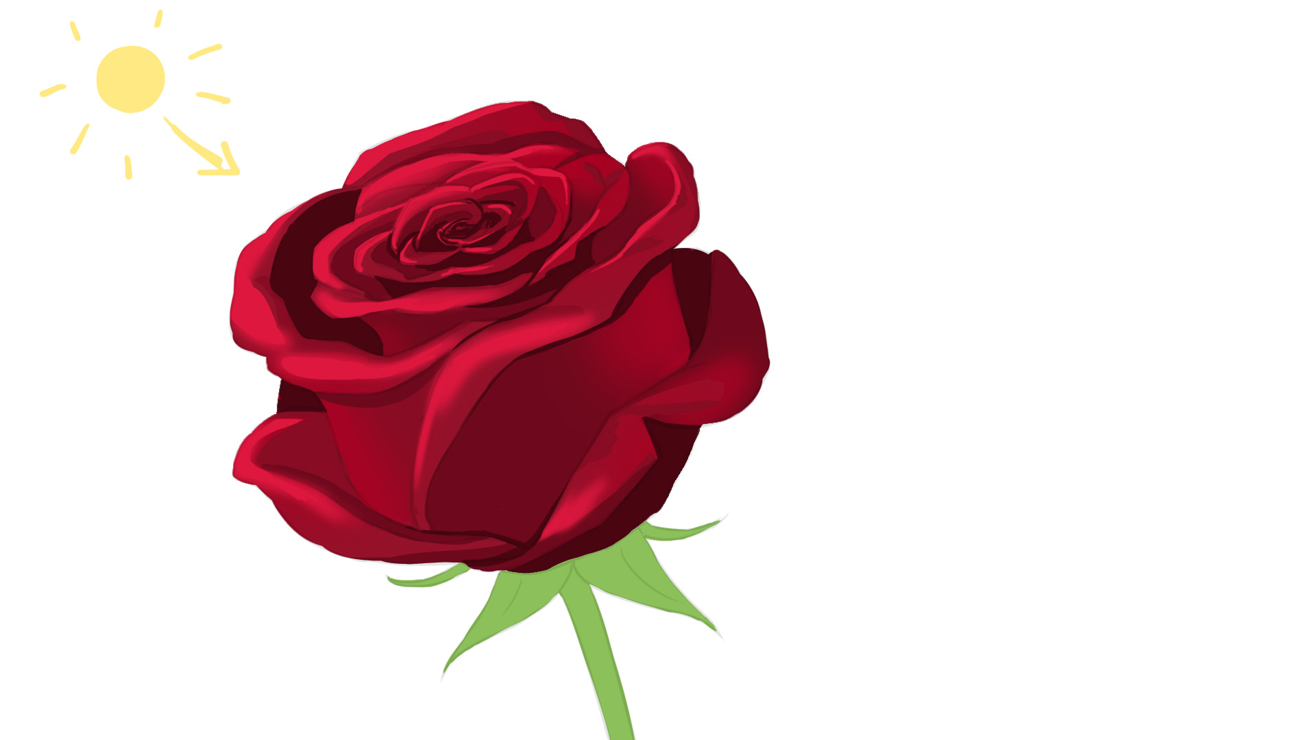 Iluminación de la rosa