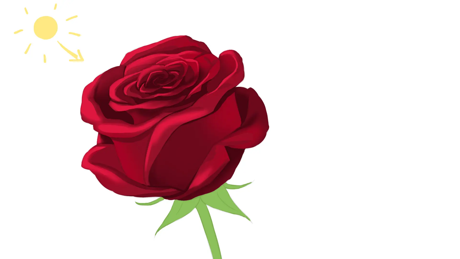  Detallamos las sombras más intensas de nuestra rosa