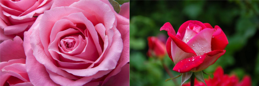 Observation des pétales d'une rose