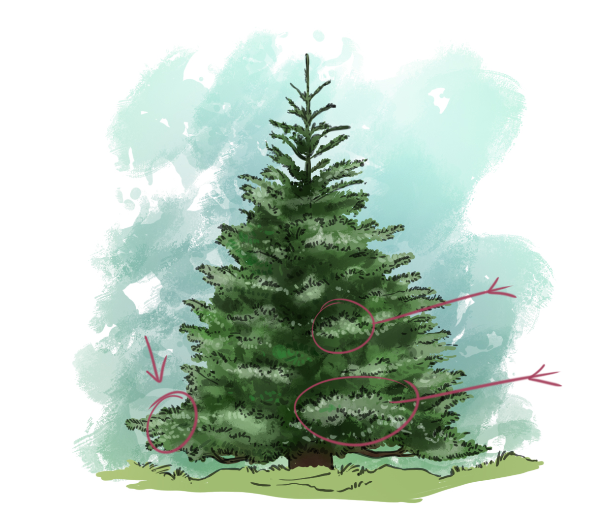 éclaircir les reliefs du sapin