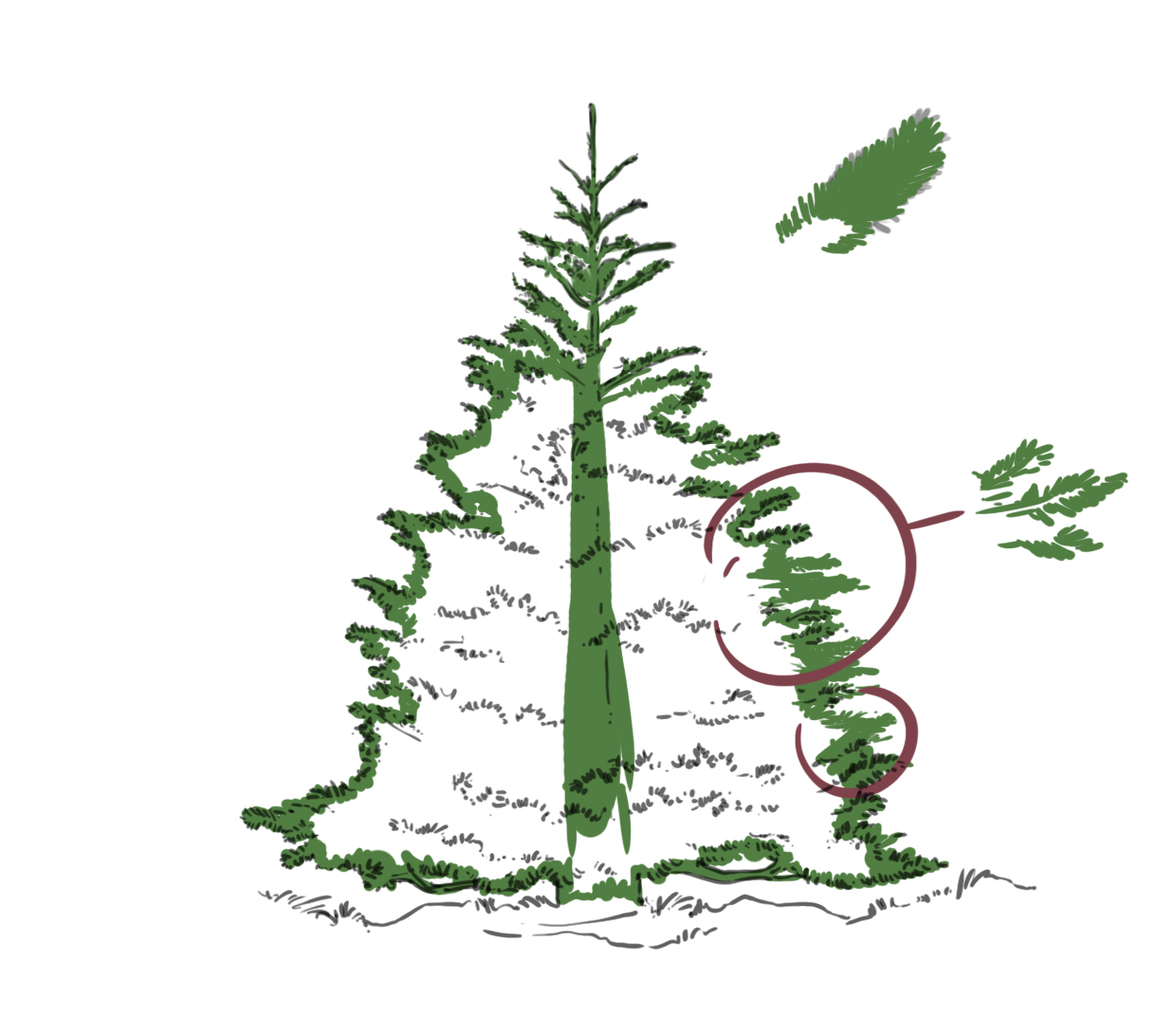 mettre en couleur le tronc et les extérieurs du sapin