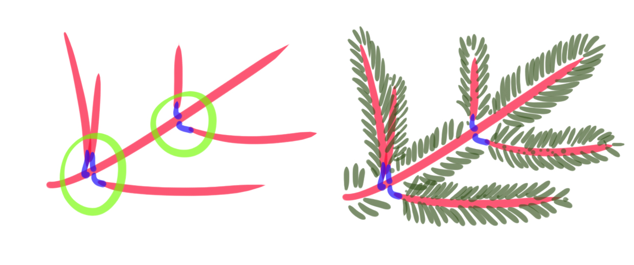 dessin schématique de la structure des branches du sapin