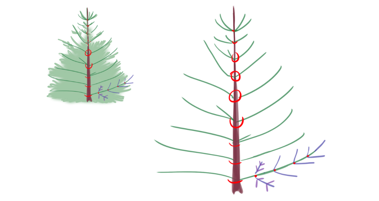 dessin schématique de la structure des nœuds du sapin