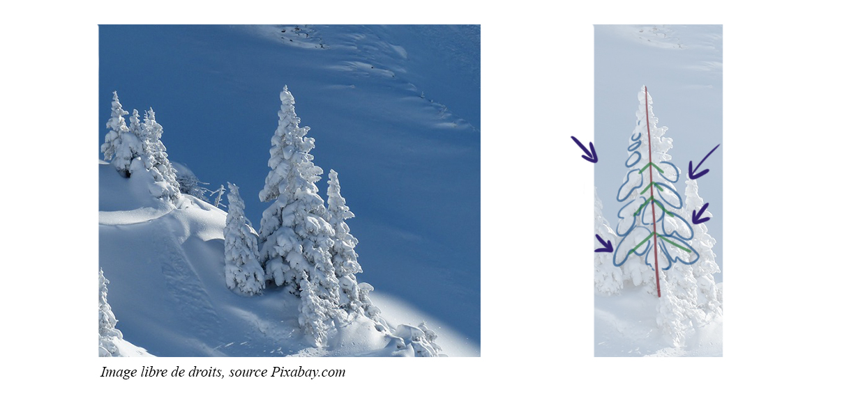 dessin schématique de la structure d’un sapin recouvert de neige