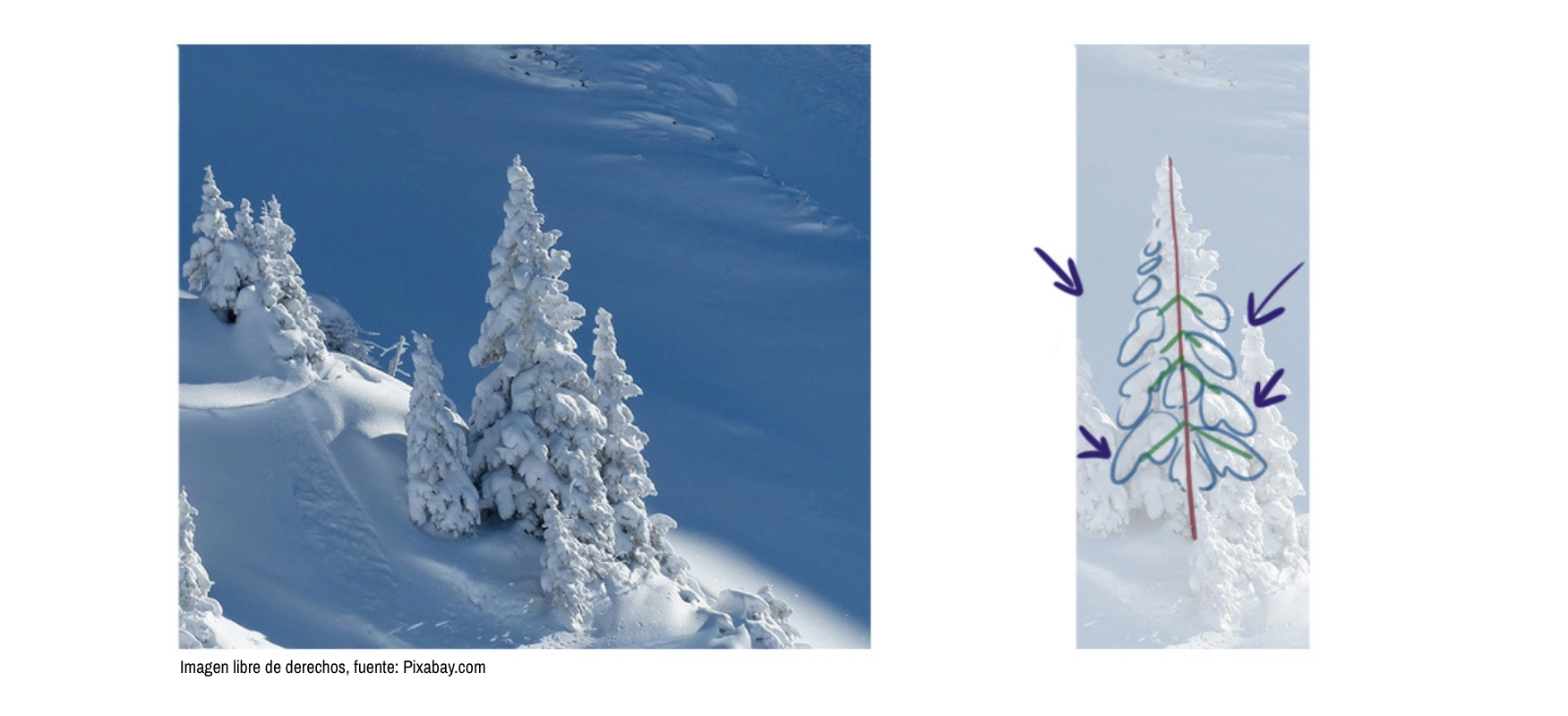 dibujo esquemático de la estructura de un abeto cubierto de nieve