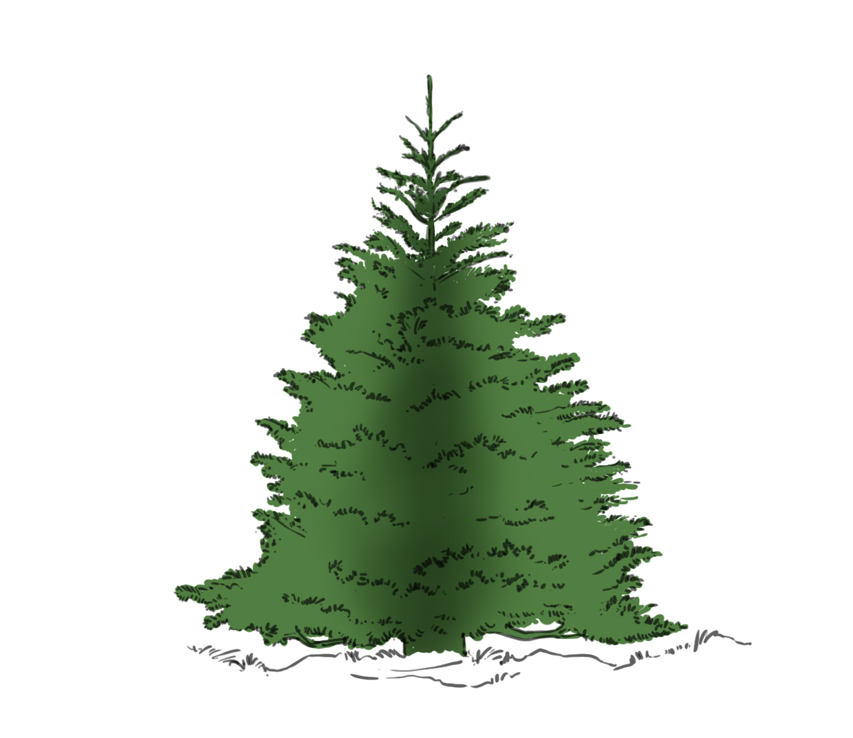 foncer la couleur du sapin au cœur du feuillage