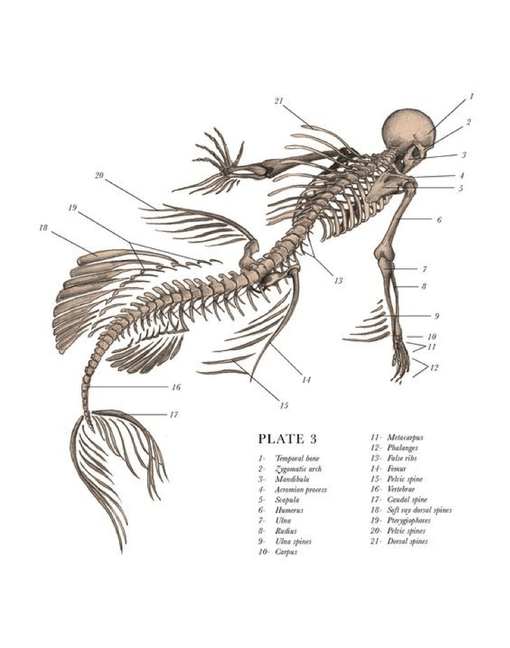 Dessin anatomique du squelette de la sirène