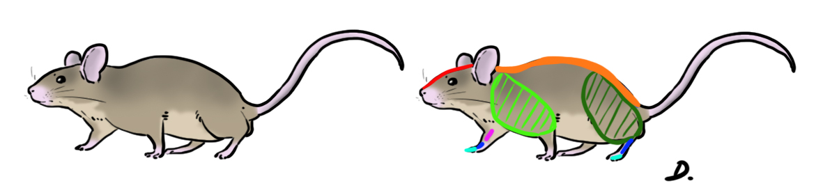 Muscles de la souris