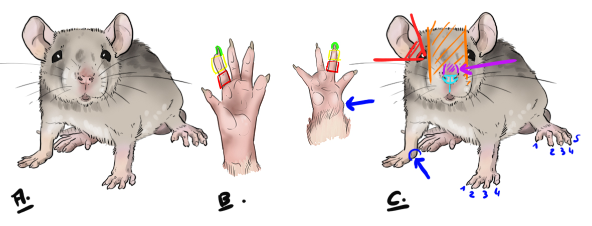 Les pattes de la souris