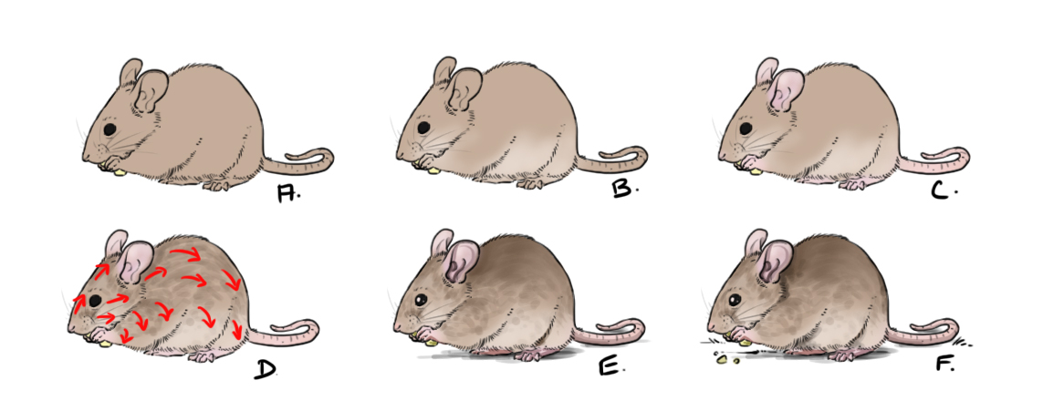 ajouter la couleur au dessin de souris