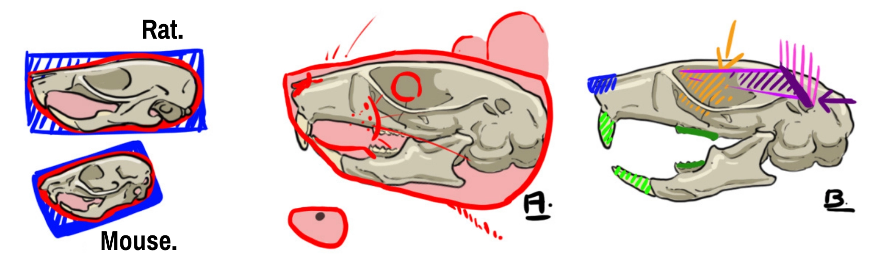 Diagram of the mouse skull