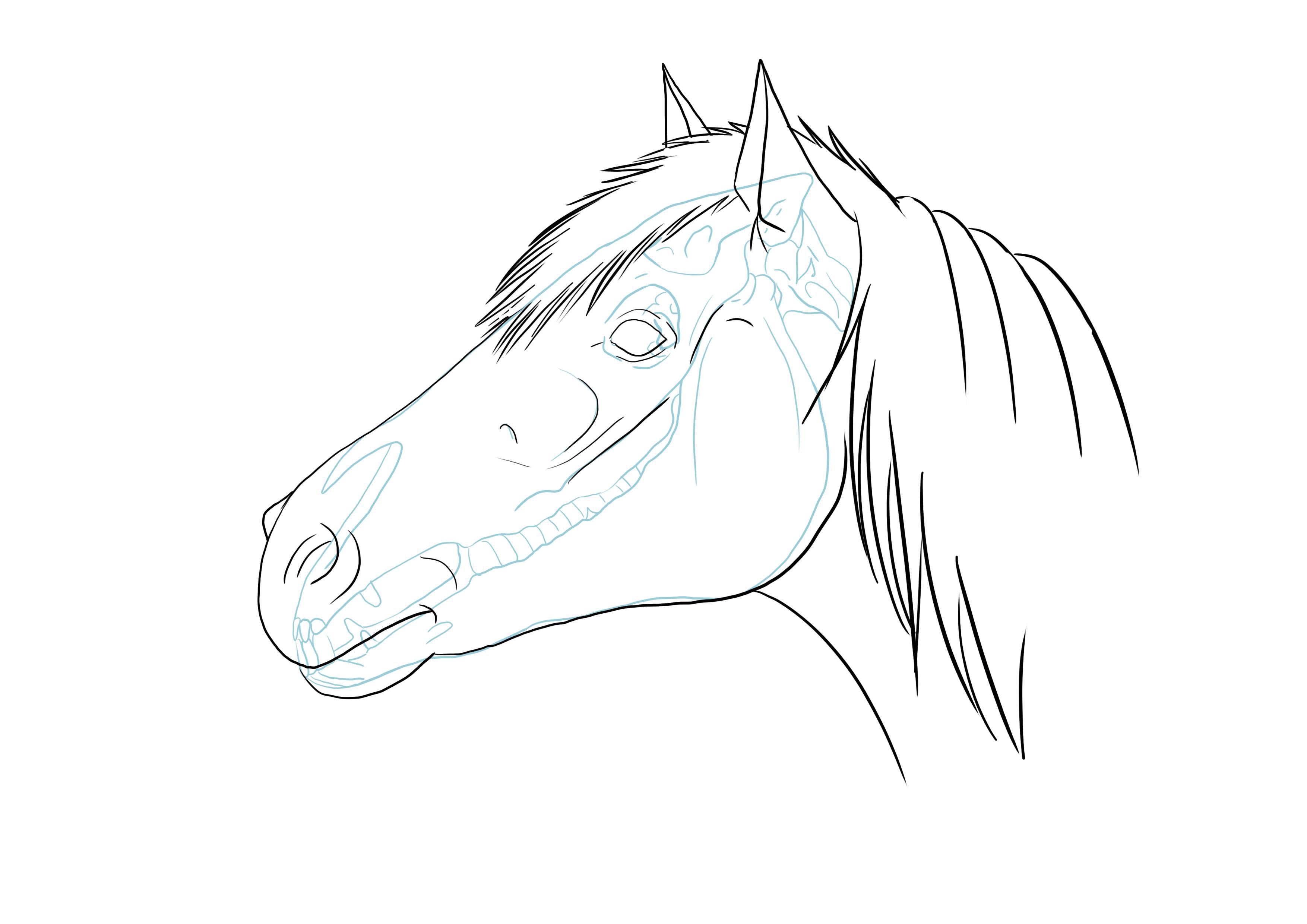 dessiner les creux du rocher, de la tempe et de la salière