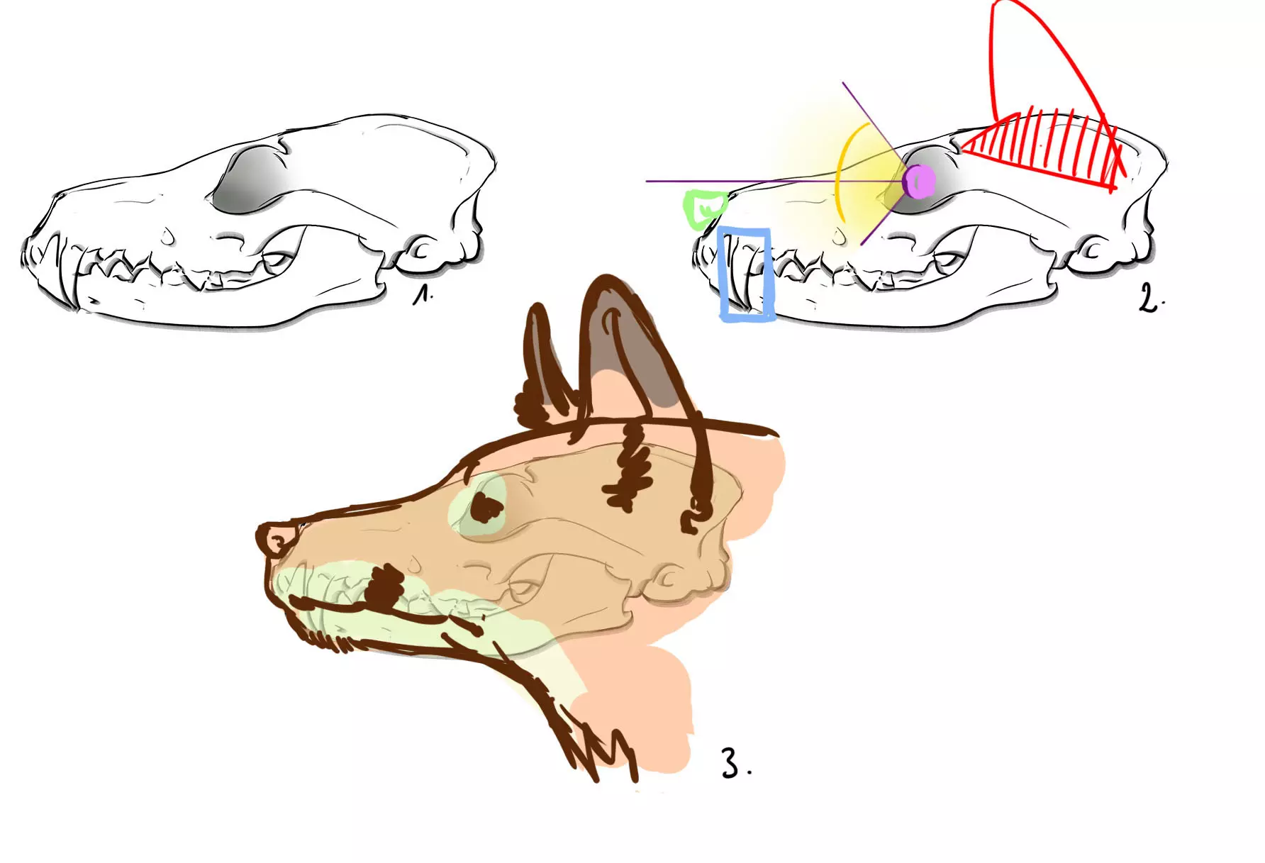 dessin du crâne d’un renard de profil