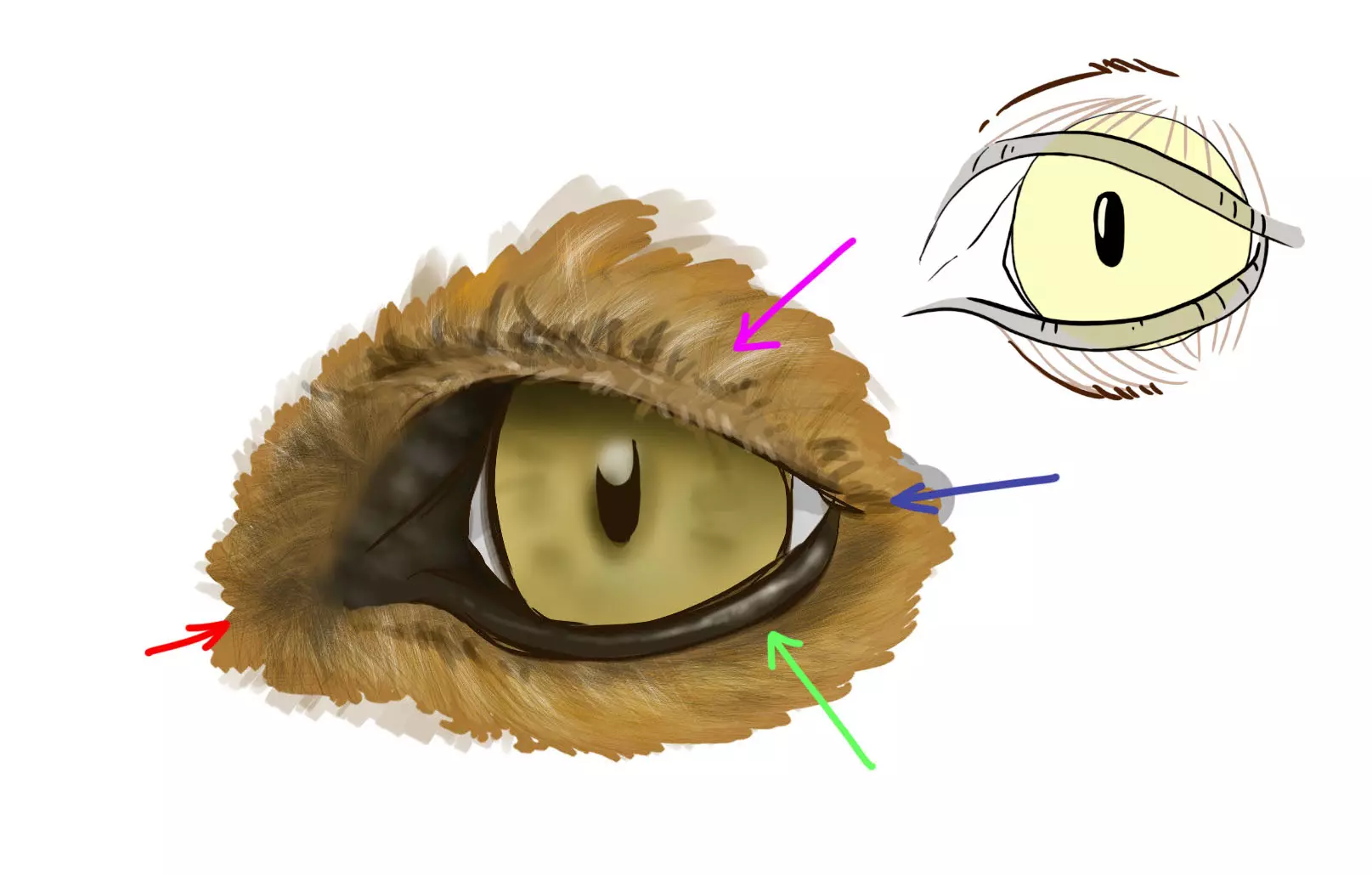 dessin de l’œil d’un renard