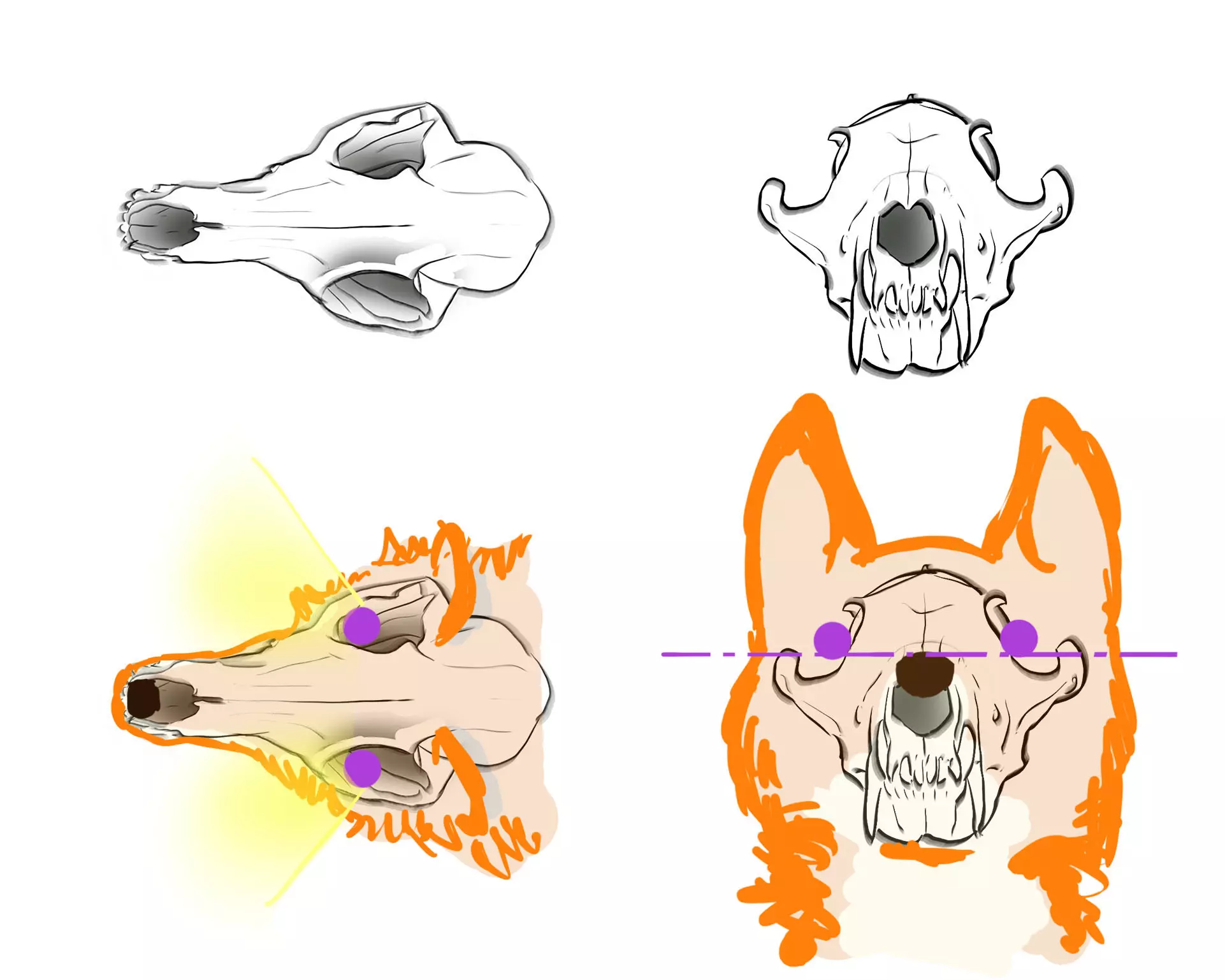 dessiner le crâne d’un renard de face