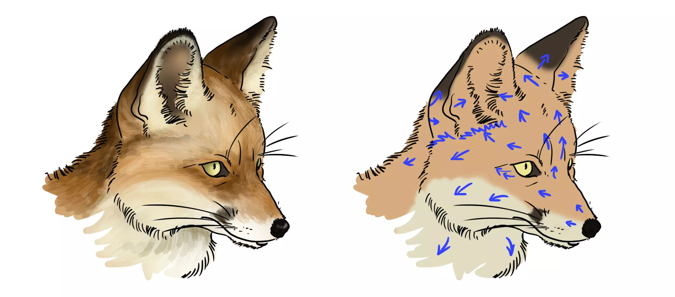 dessin de la tête d’un renard