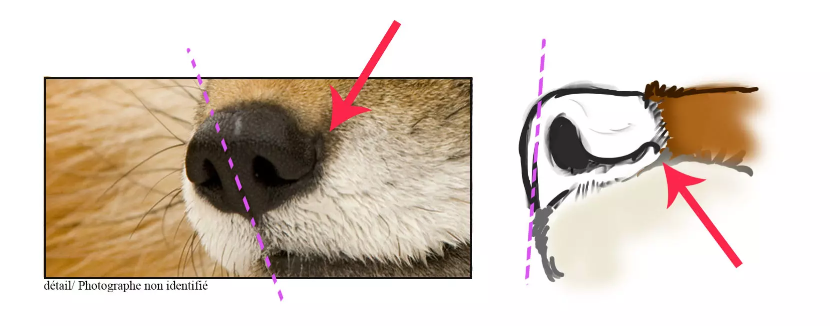 Image de la truffe d'un renard