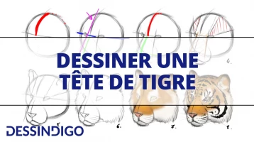 Dessiner une tête de tigre