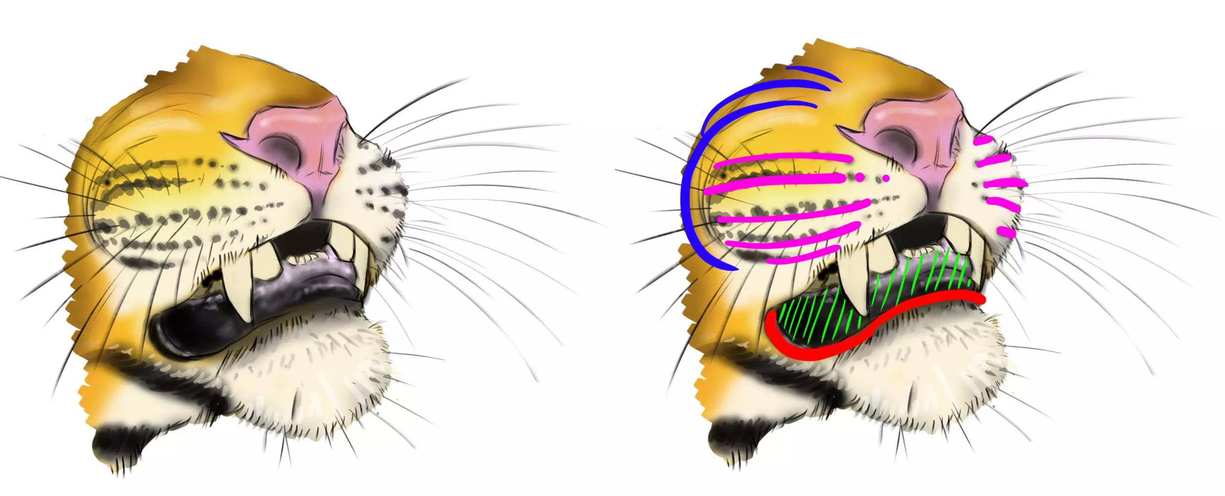 dessiner la gueule d’un tigre