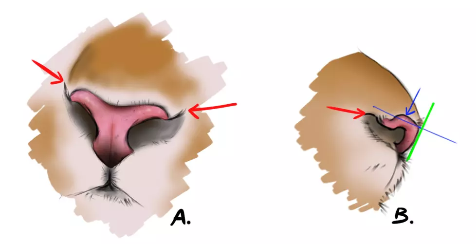 dessin de la truffe d’un tigre