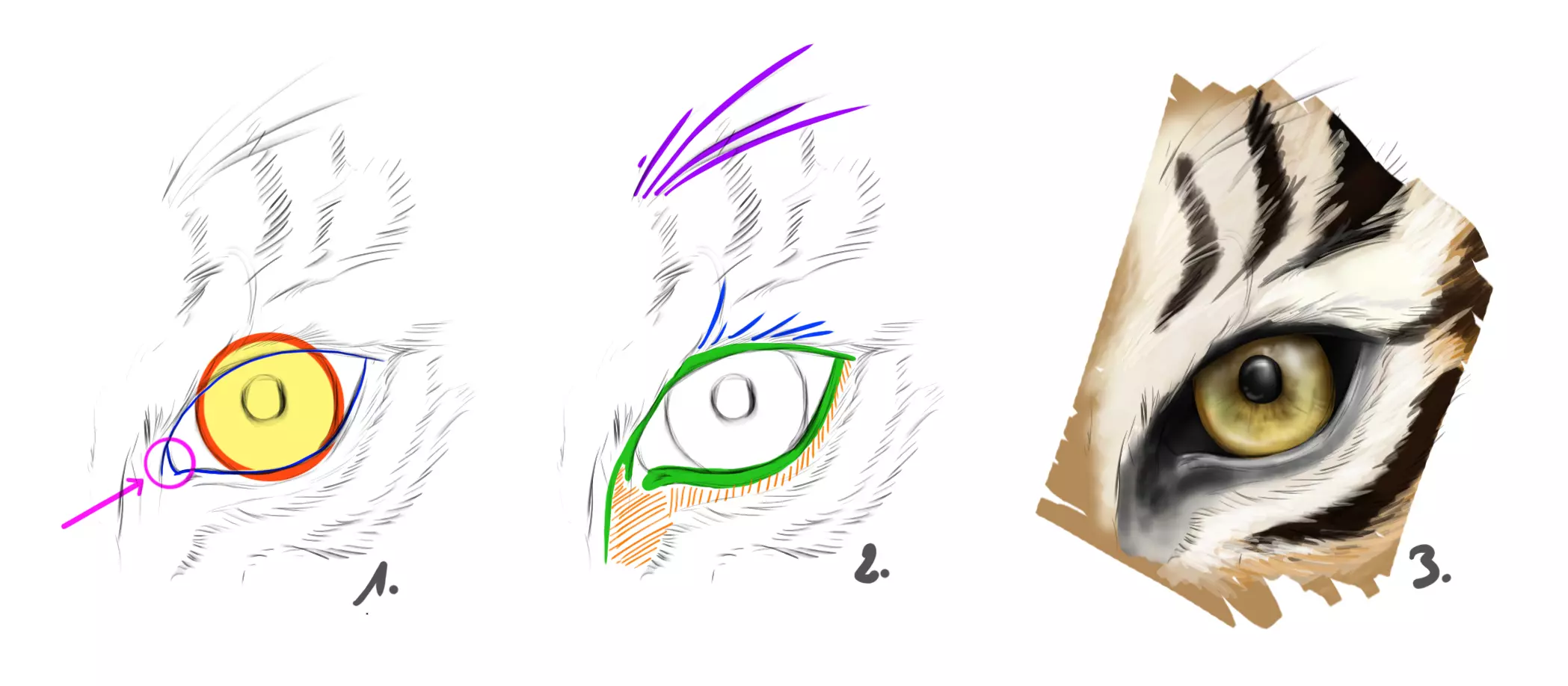 dessin des yeux d’un tigre