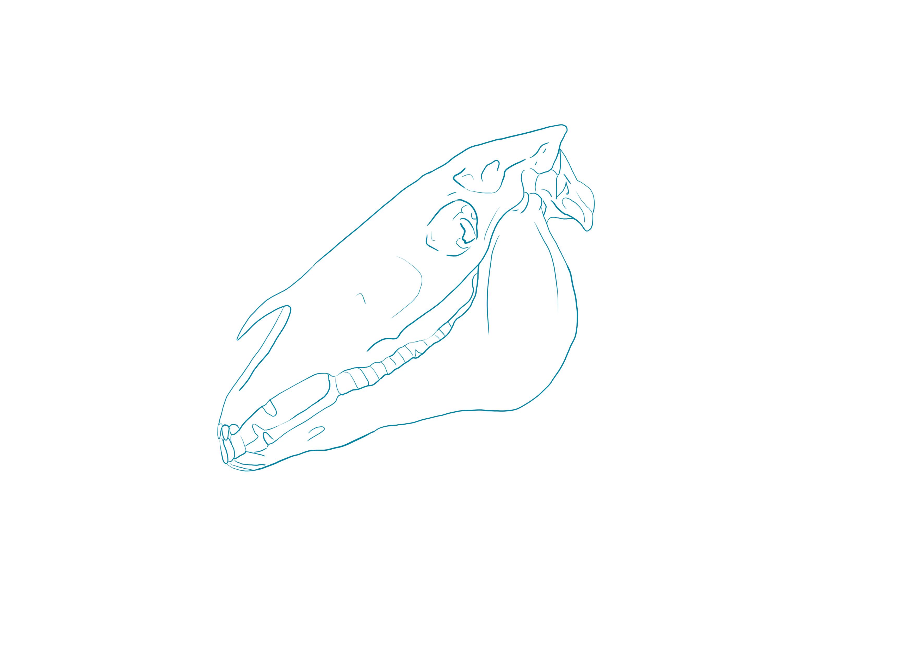 croquis d’un crâne de cheval