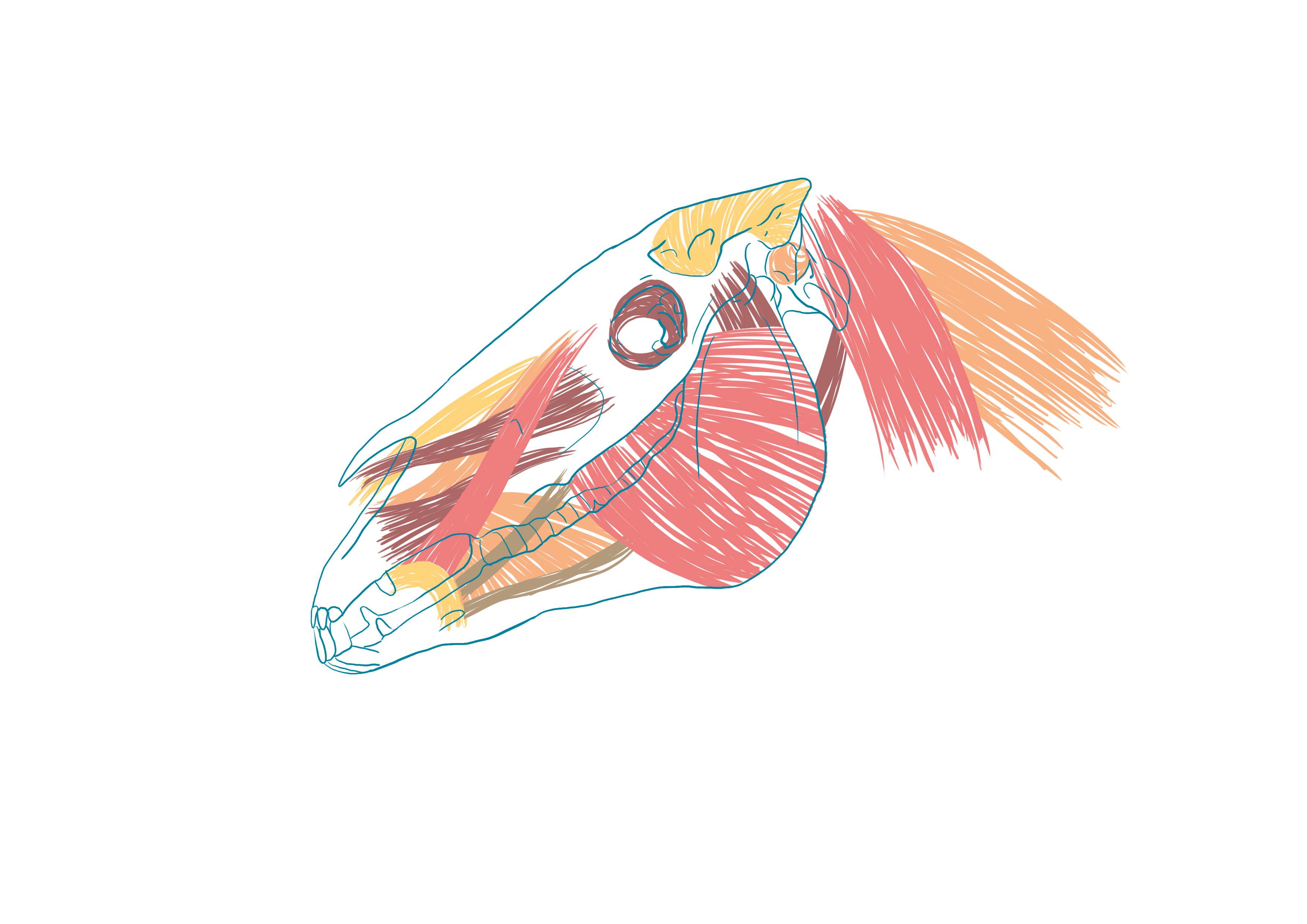 croquis de la mâchoire et des naseaux du cheval