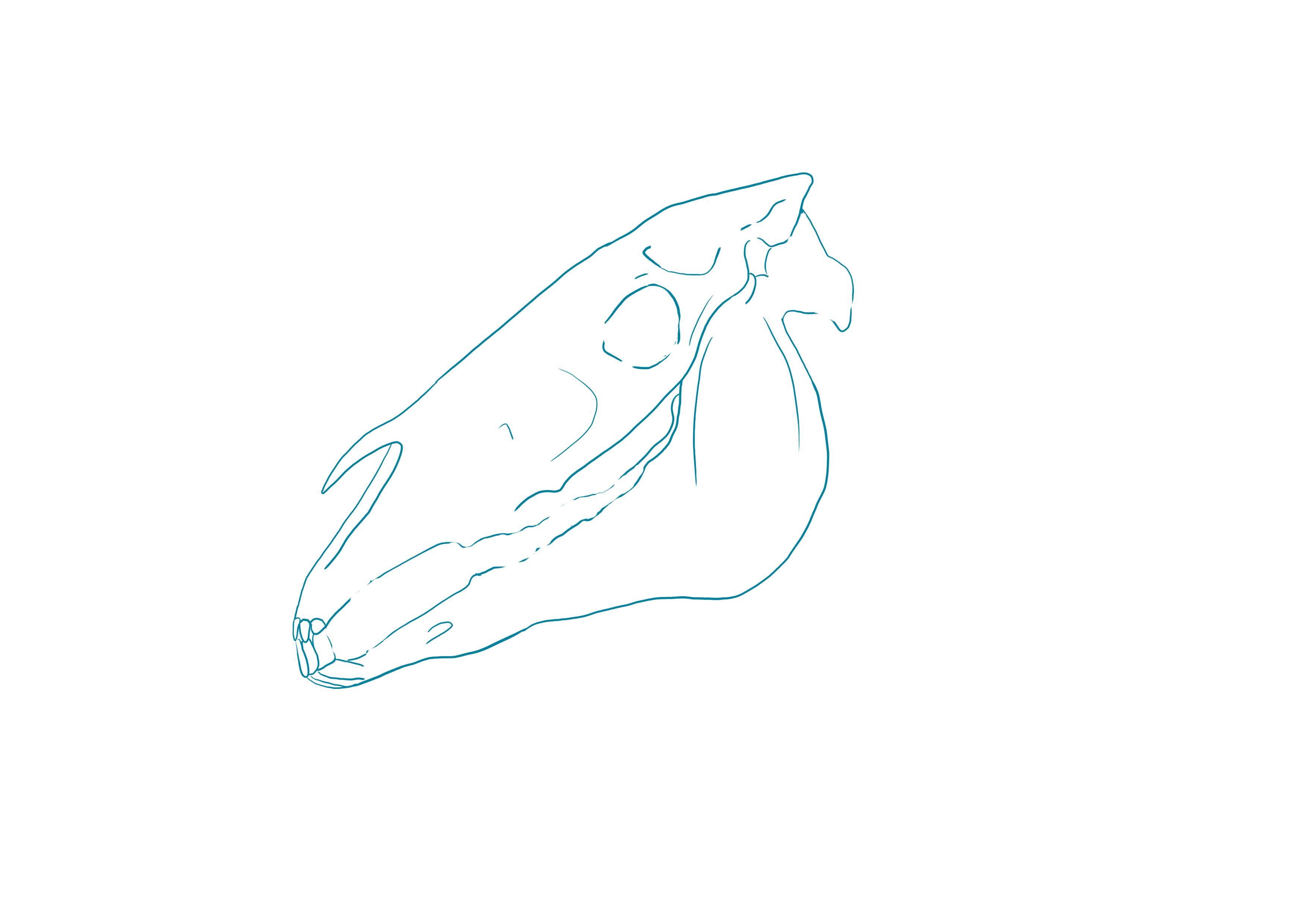 dessin des creux et reliefs d’une tête de cheval