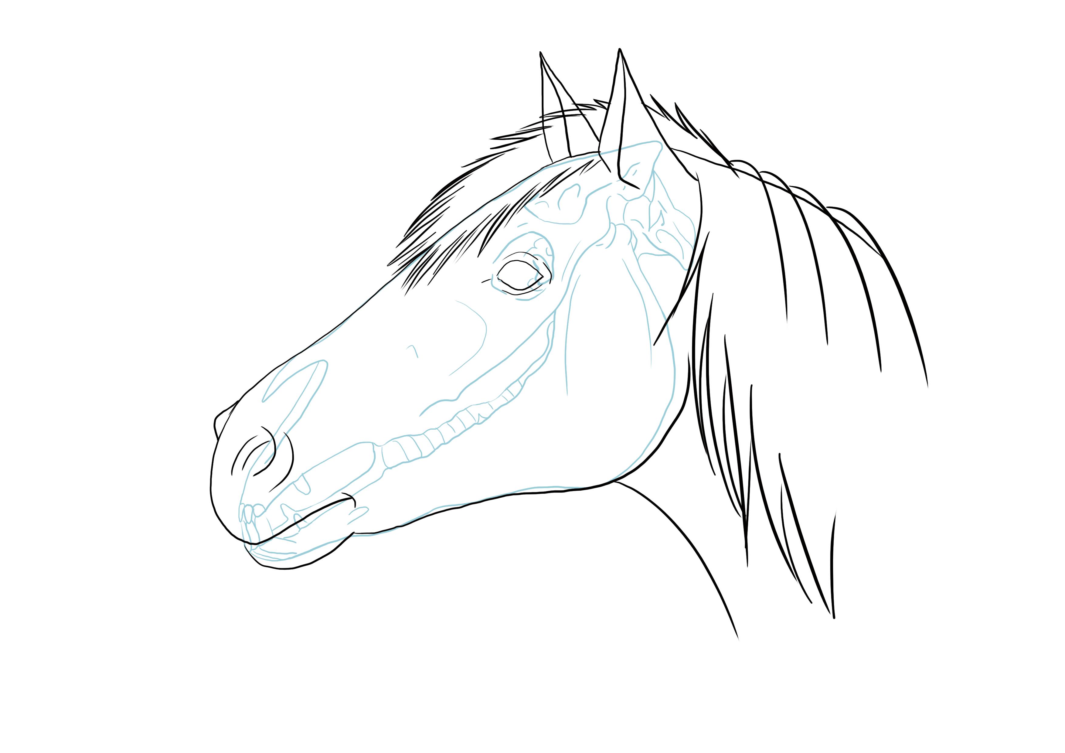 dessiner la crinière du cheval