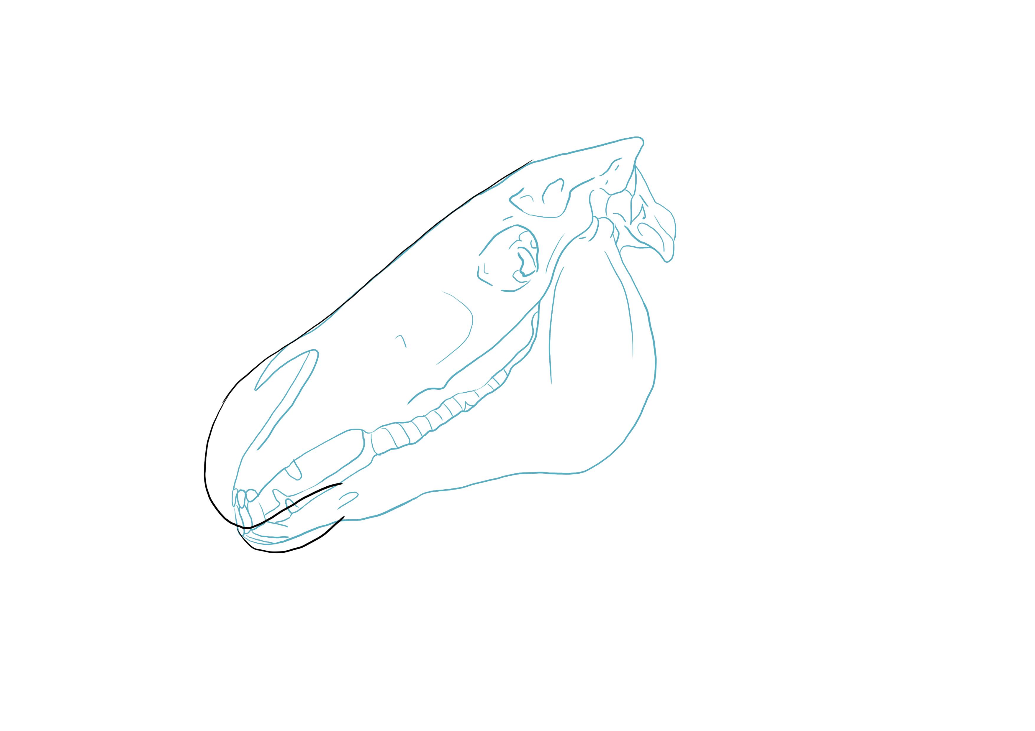 dessin de la dentition du cheval