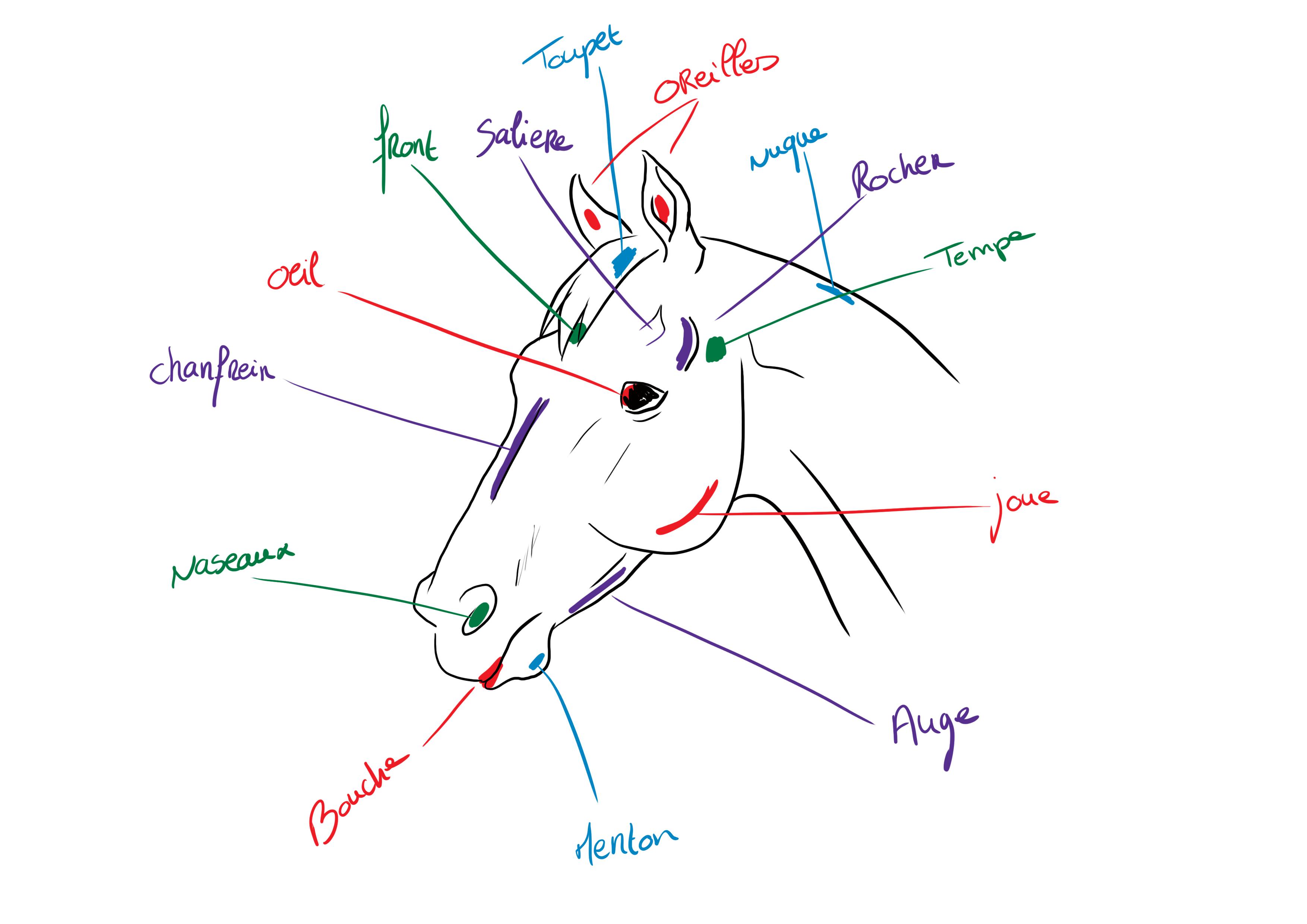 illustration schématique d’une tête de cheval