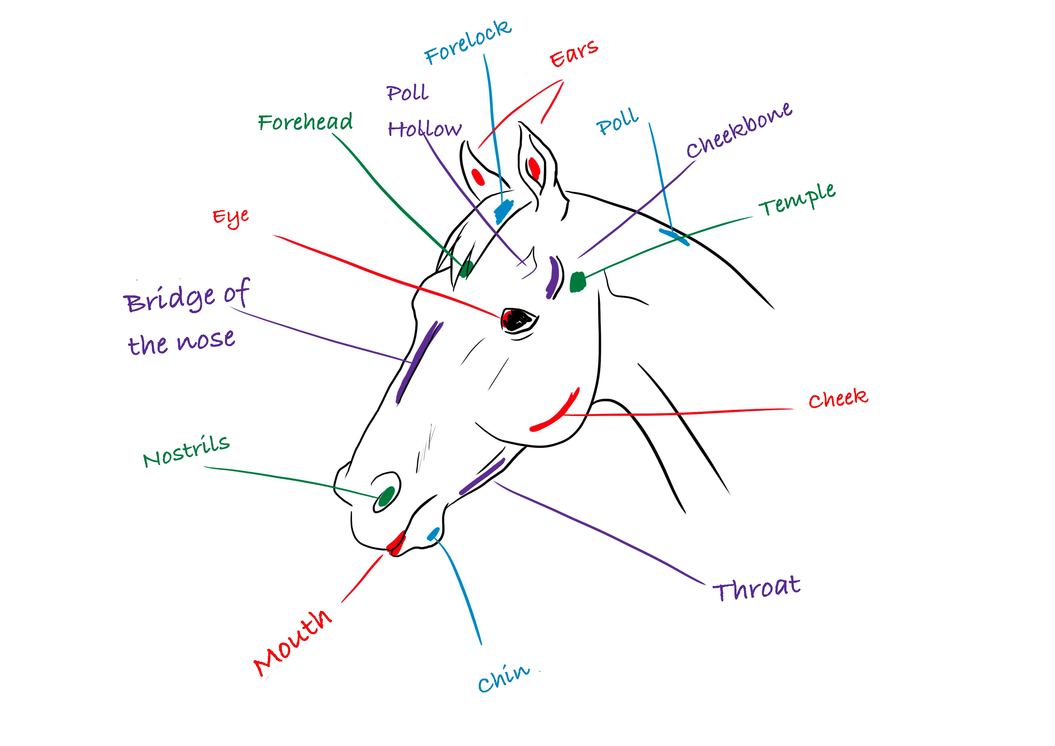 schematic illustration of a horse's head