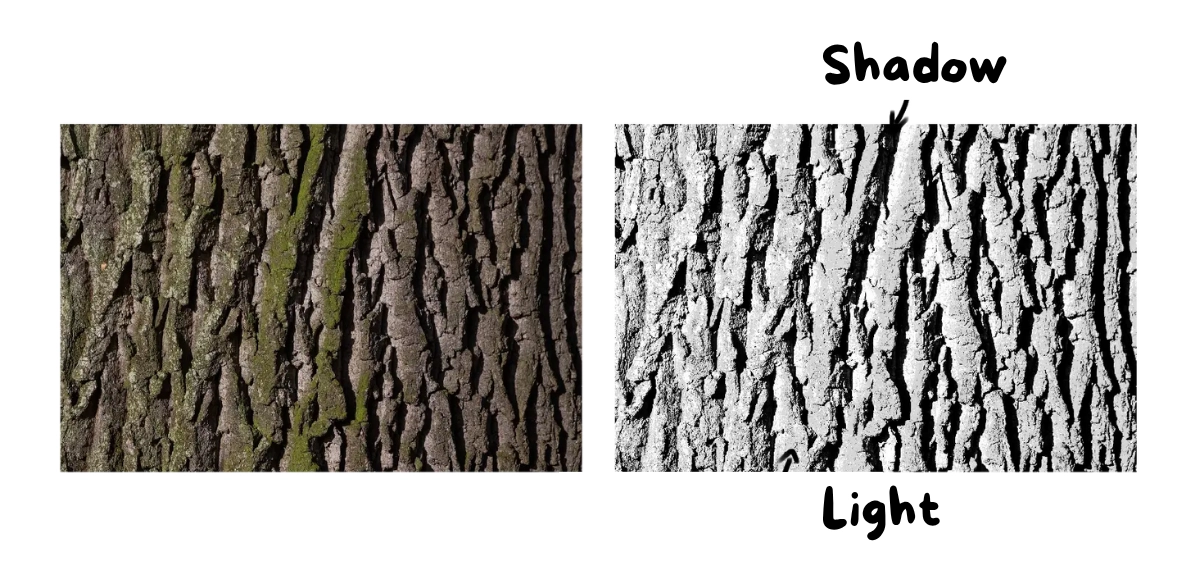 the shadow and light of a tree photo to understand its texture