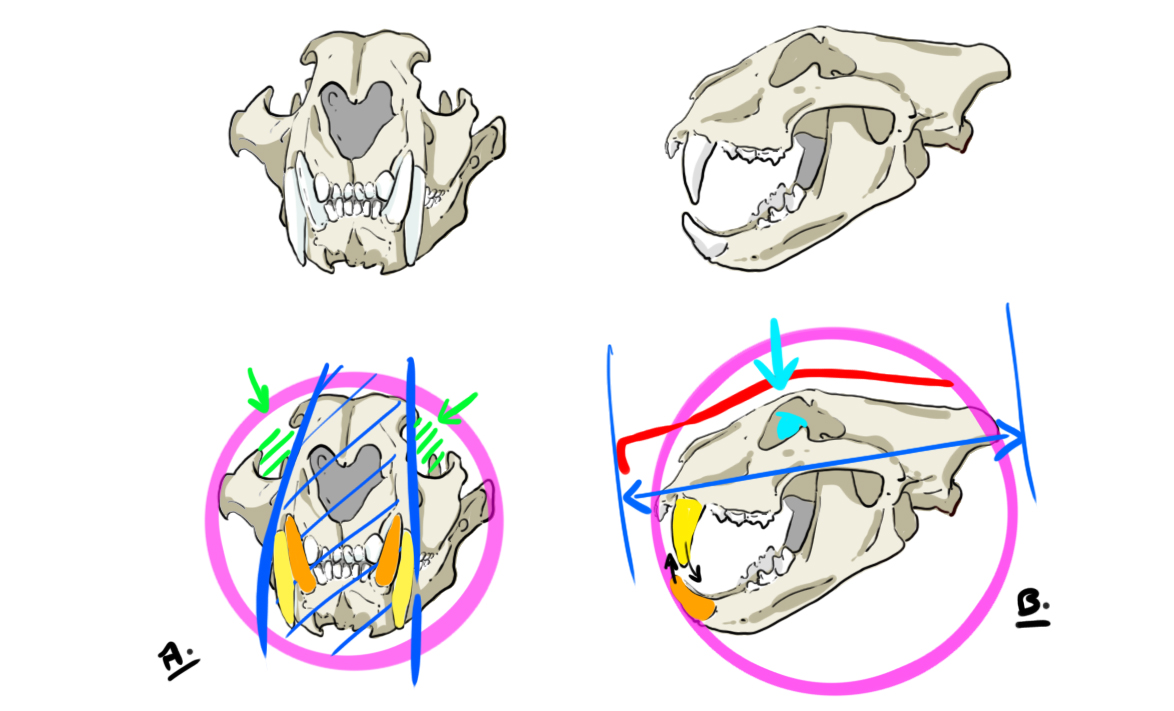 dessin du crâne du tigre