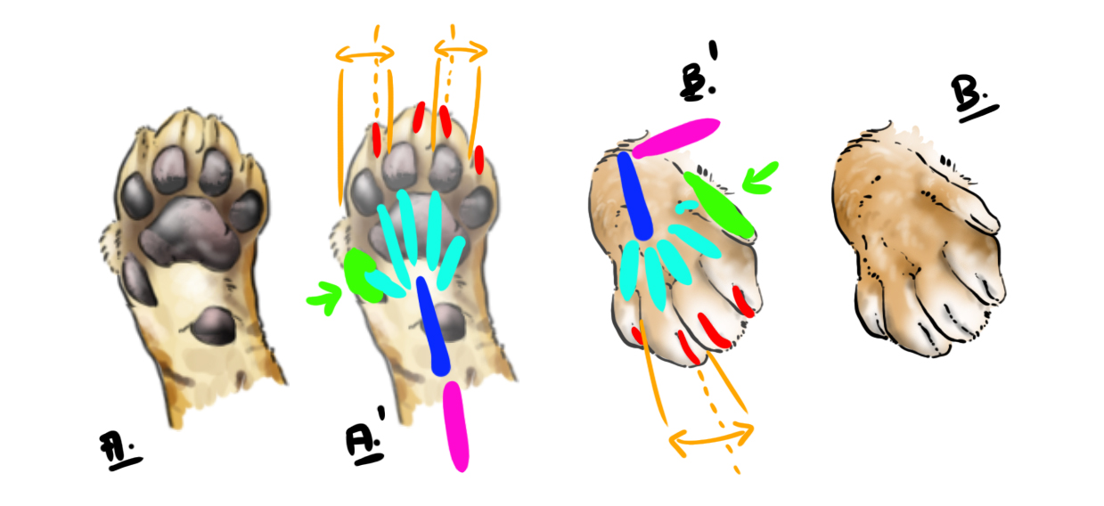 dessiner les pattes du tigre