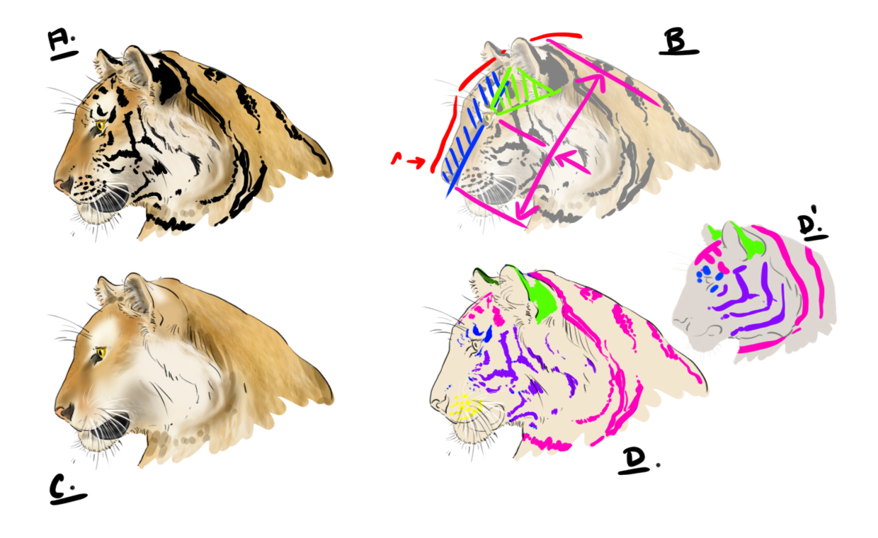 dessiner la tête du tigre de profil