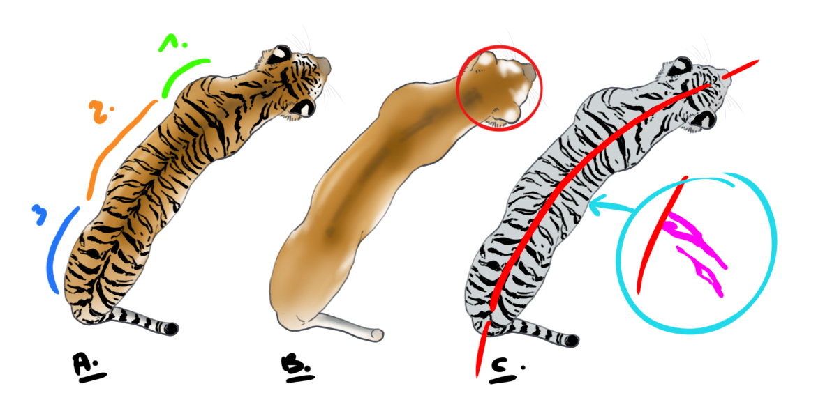 dessiner un tigre en vue du dessus