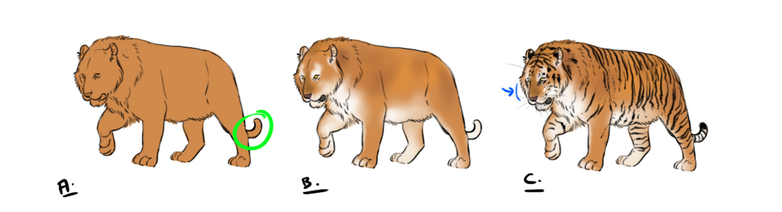 mettre en couleur le dessin de tigre