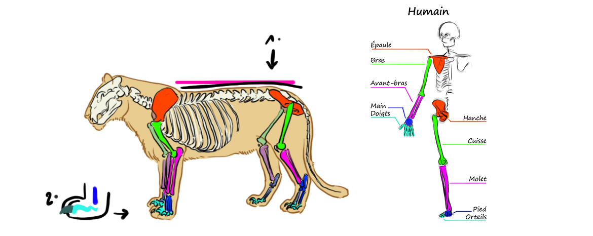 schéma du squelette du tigre