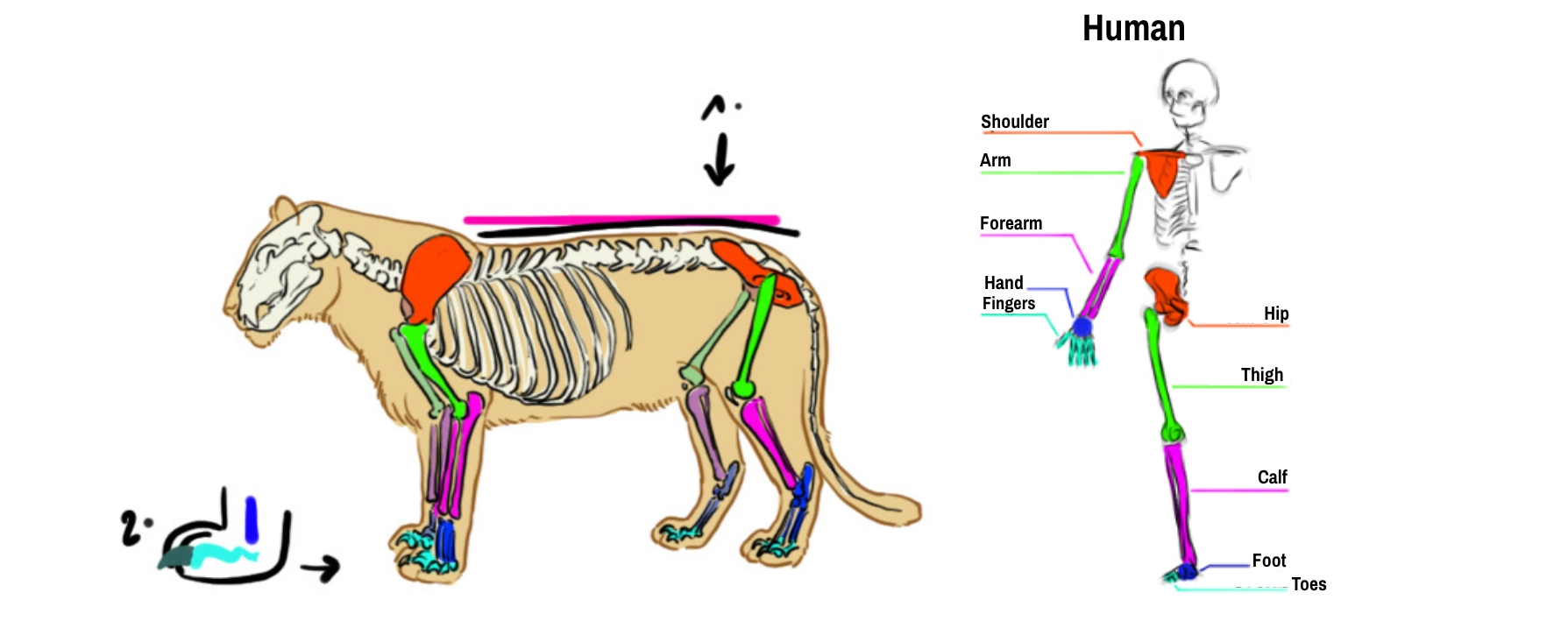 tiger skeleton diagram