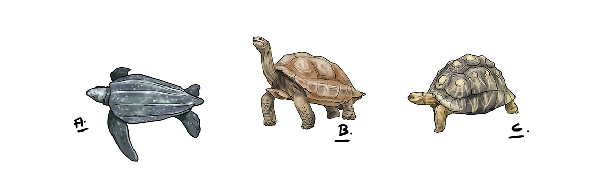 dessiner d’autres types de tortues